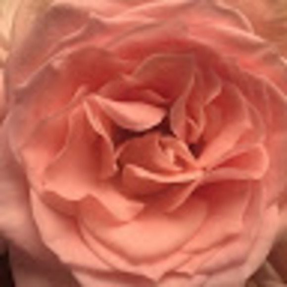 sierrarose71121